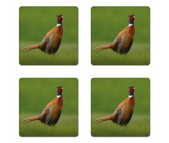 Pheasant Long Tail Meadow Coaster Set Of Four