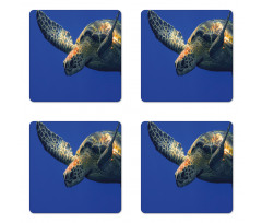 Sea Animal Swimming Coaster Set Of Four