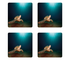 Green Turtle Sunbeam Coaster Set Of Four