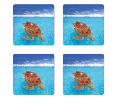 Chelonia Water Surface Coaster Set Of Four