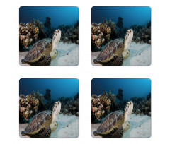 Turtle Coral Reef Coaster Set Of Four