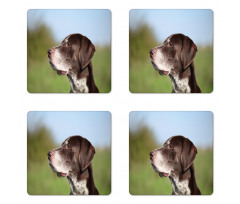 German Pointer Coaster Set Of Four