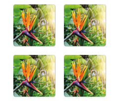 Bird of Paradise Flower Coaster Set Of Four