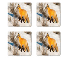 Red Fox in Snowy Nature Coaster Set Of Four