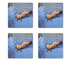 Fox Swimming in River Coaster Set Of Four