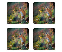 Young Wild Fox in Woodland Coaster Set Of Four