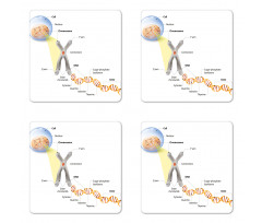 DNA Gene Genome Coaster Set Of Four