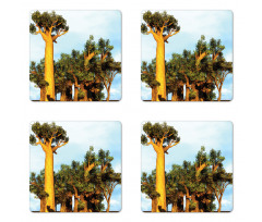 Tropical Baobabs Coaster Set Of Four