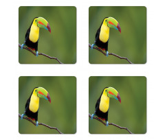 Keel Billed Toucan Coaster Set Of Four