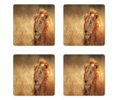 Male Lion Grass Field Coaster Set Of Four