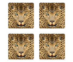 Predator Animal Coaster Set Of Four