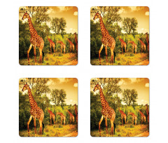 Safari Animals Coaster Set Of Four