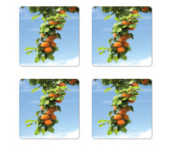 Succulent Apricots on Tree Coaster Set Of Four