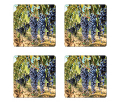 Rows of Wine Fruits in Italy Coaster Set Of Four