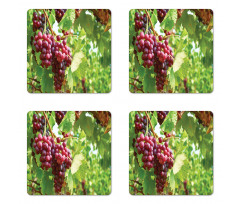 Bunch of Wine Fruits Foliage Coaster Set Of Four