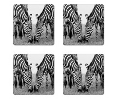 Wildlife Burchell Coaster Set Of Four