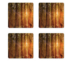 Redwoods Forestry Coaster Set Of Four