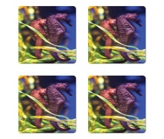 Close up Photo with Kelp Coaster Set Of Four