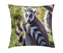 Ring Tailed Funny Expression Pillow Cover