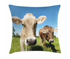 Close up Cows Pillow Cover