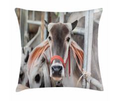 Cow Eating Grass Pillow Cover