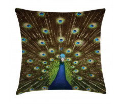 Peacock with Feathers Pillow Cover