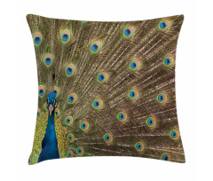 Peacock Making the Wheel Pillow Cover