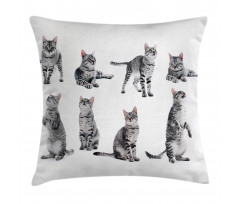Striped Furry Animal Posing Pillow Cover