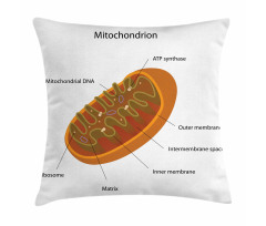 Eğitici Minder Kılıfı Detaylandırılmış Mitokondri İlüstrasyonu