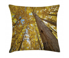 Aspen Trees in Forest Pillow Cover