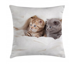 Scottish Fold Kittens Pillow Cover