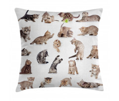 Funny Playful Cats Image Pillow Cover