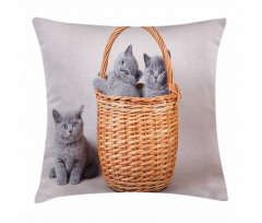 British Cats in Basket Pillow Cover