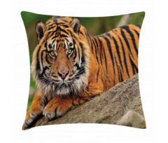 Tiger Crouching on Rock Pillow Cover