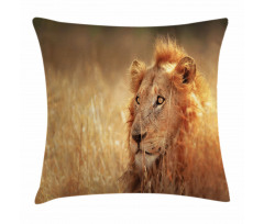 Male Lion Grass Field Pillow Cover