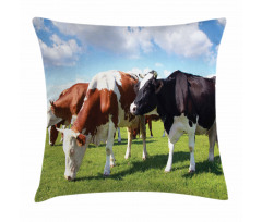 Cows Grazing on Pasture Pillow Cover
