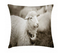 Fluffy Wooly Sheep Herd Pillow Cover