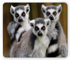 Ring Tailed Monkey Animals Mouse Pad