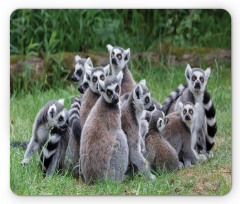 Ring Tailed Madagascar Monkey Mouse Pad