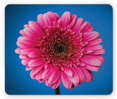 Gerbera Blossom Mouse Pad