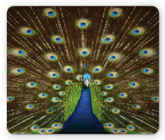 Peacock with Feathers Mouse Pad