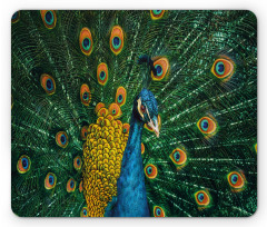 Portrait of the Peacock Mouse Pad