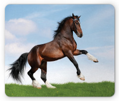 Horse Pacing on Grass Mouse Pad