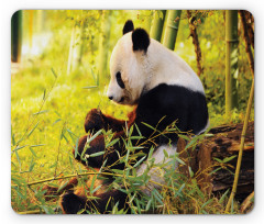 Panda Sitting in Forest Mouse Pad