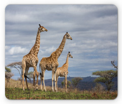 Giraffe Family Mouse Pad