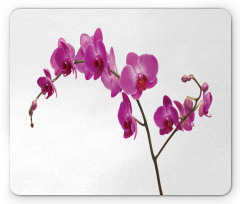 Wild Orchids Petals Mouse Pad