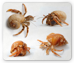 Hermit Crabs Pattern Mouse Pad