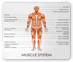 Biology Muscle System Mouse Pad