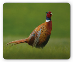 Pheasant Long Tail Meadow Mouse Pad