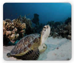 Turtle Coral Reef Mouse Pad